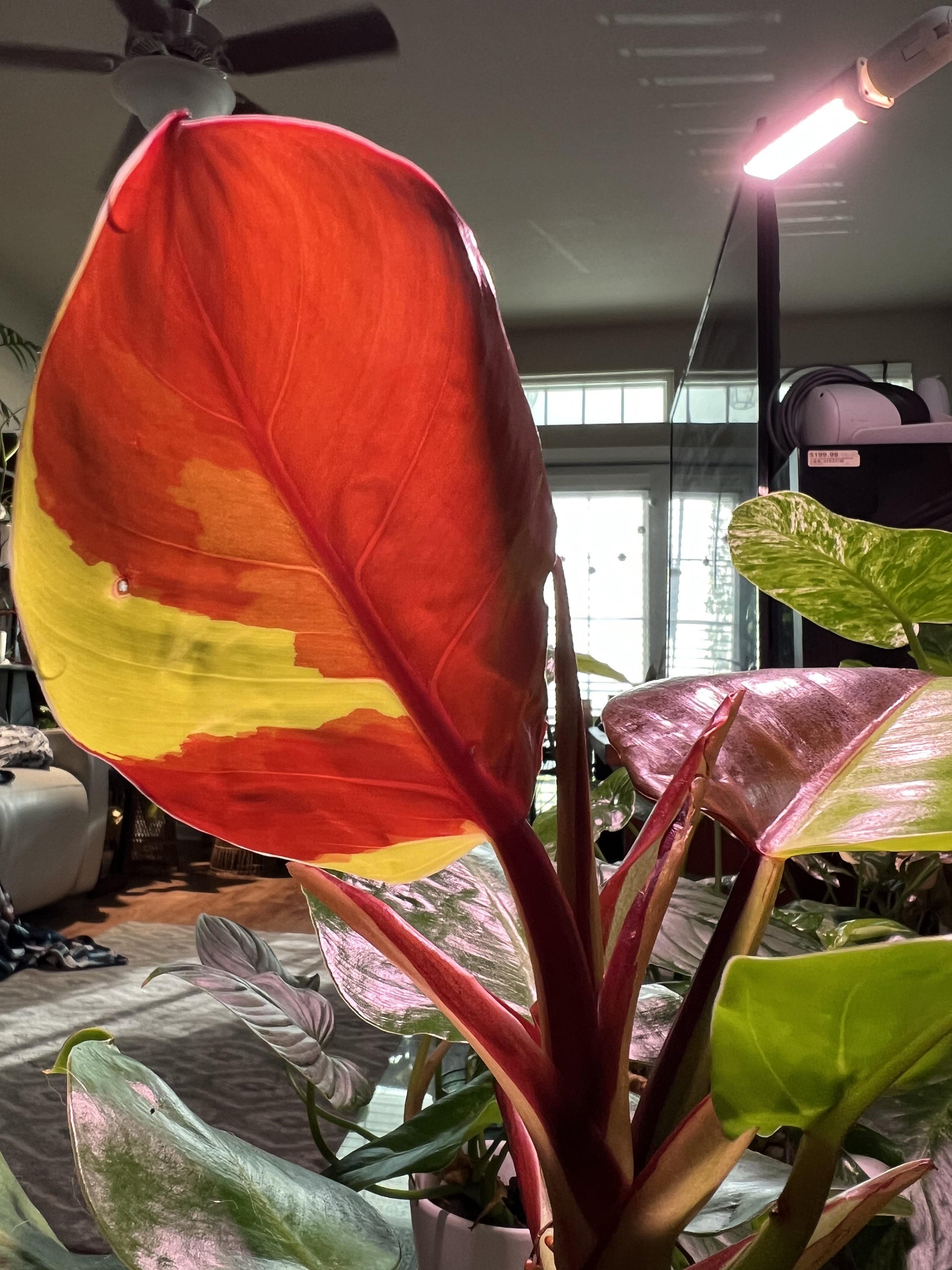 Philodendron 'red Moon' - View 16 from www redcrocus com