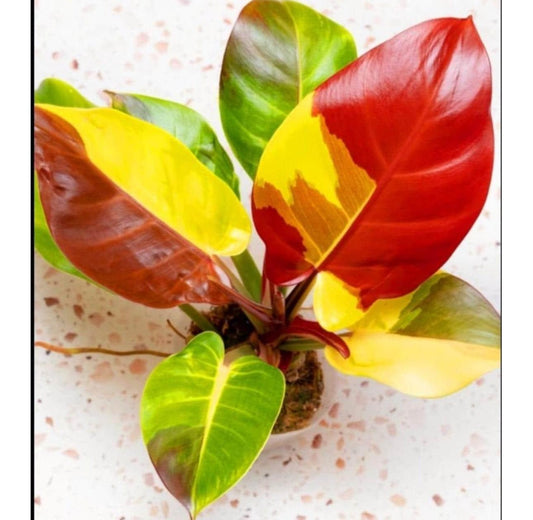 Philodendron 'red Moon' - View 1 from www redcrocus com