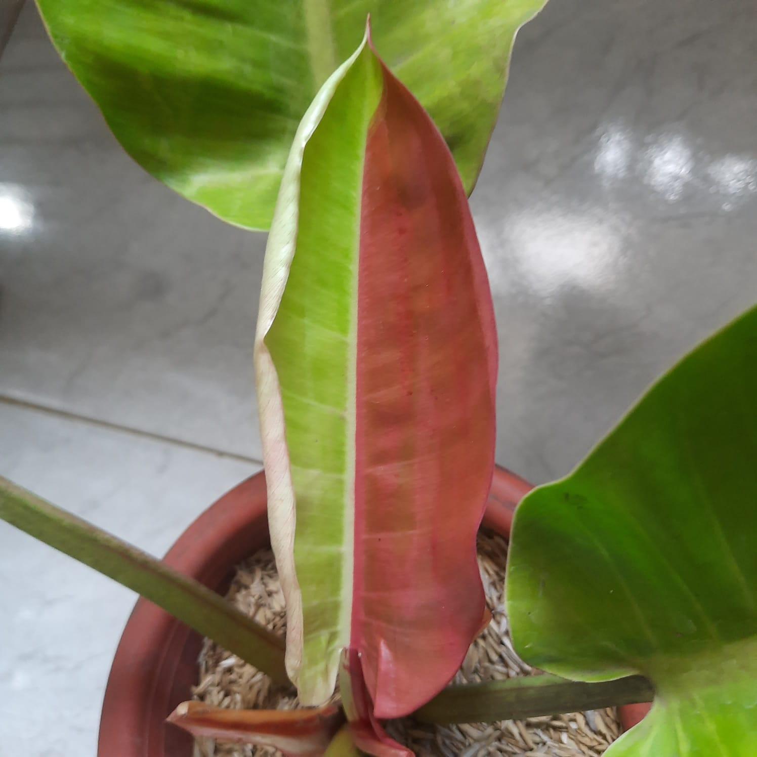 Philodendron 'red Moon' - View 27 from www redcrocus com
