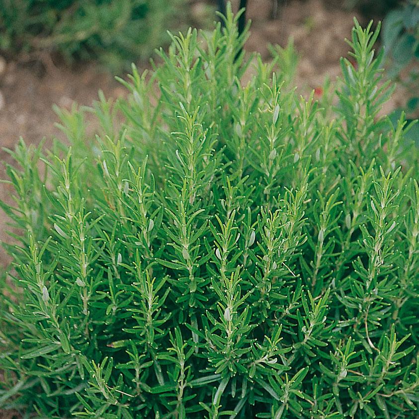 Rosmarinus Officinalis 'barbecue' - View 11 from www redcrocus com