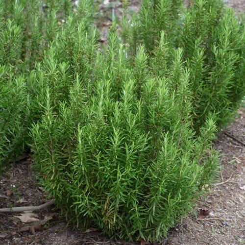 Rosmarinus Officinalis 'barbecue' - View 12 from www redcrocus com