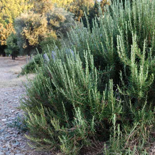 Rosmarinus Officinalis 'barbecue' - View 13 from www redcrocus com