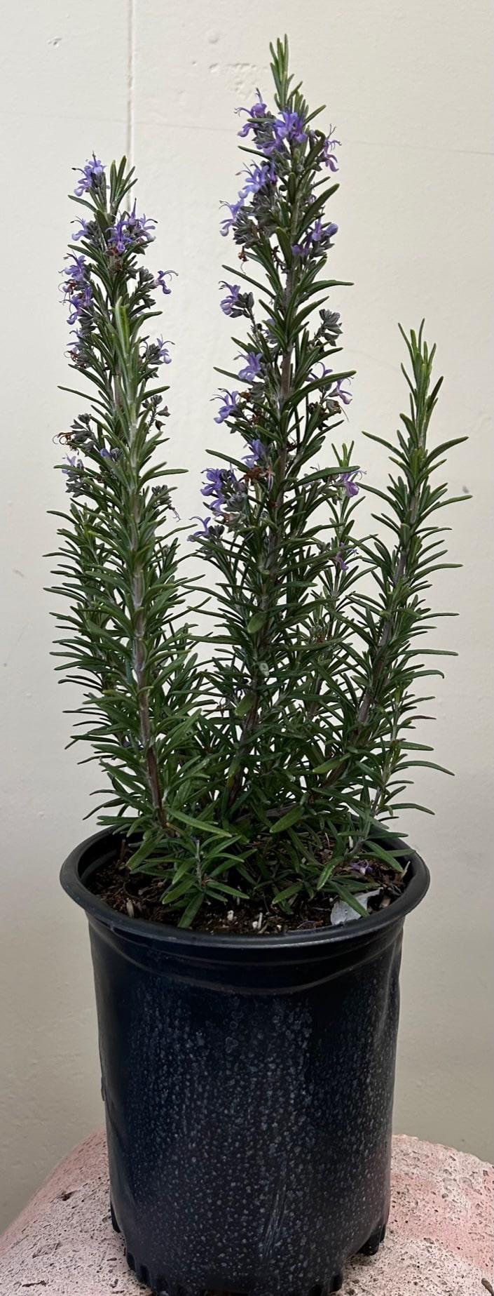 Rosmarinus Officinalis 'barbecue' - View 14 from www redcrocus com