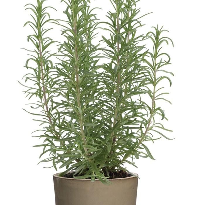 Rosmarinus Officinalis 'barbecue' - View 15 from www redcrocus com