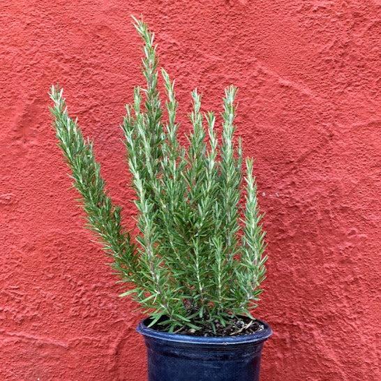 Rosmarinus Officinalis 'barbecue' - View 17 from www redcrocus com