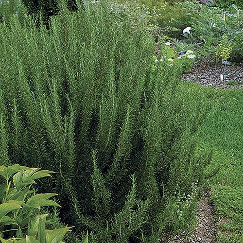 Rosmarinus Officinalis 'barbecue' - View 18 from www redcrocus com