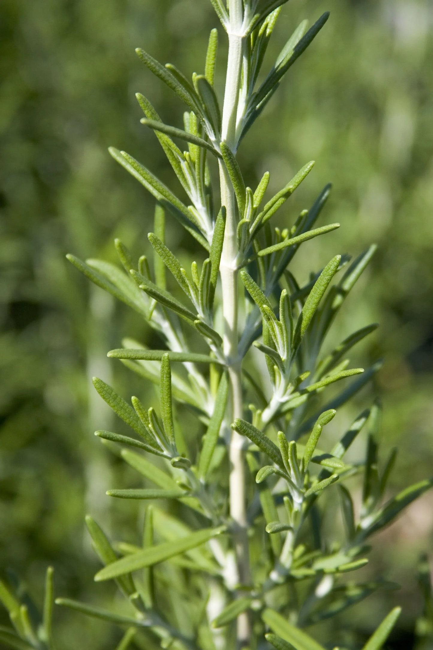 Rosmarinus Officinalis 'barbecue' - View 19 from www redcrocus com