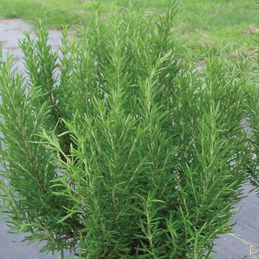 Rosmarinus Officinalis 'barbecue' - View 1 from www redcrocus com