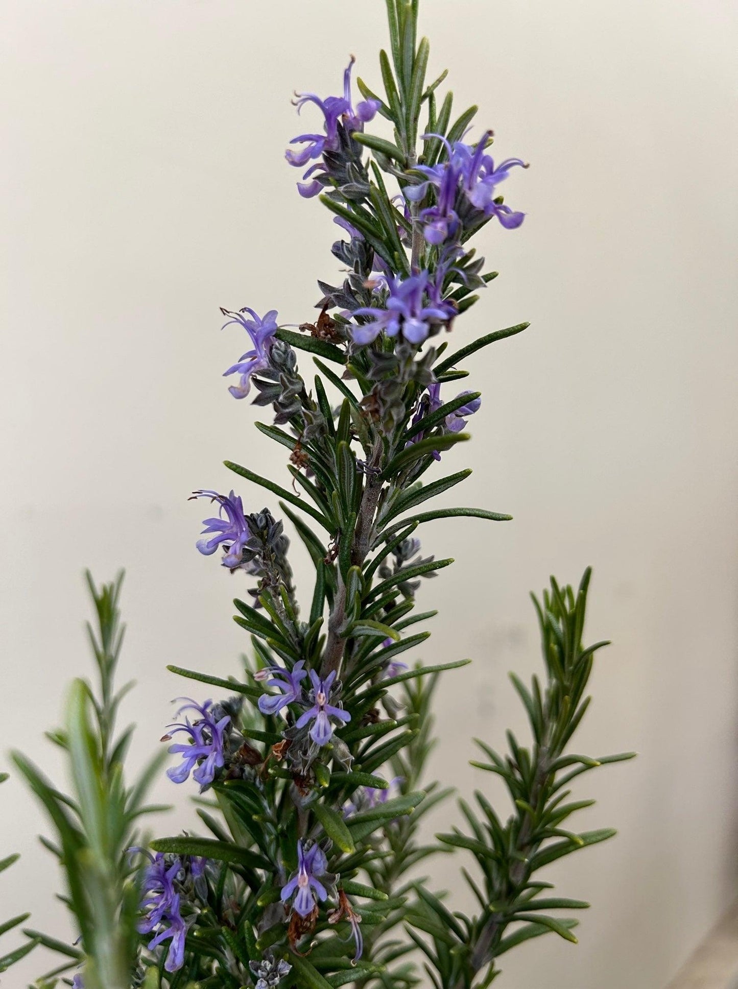 Rosmarinus Officinalis 'barbecue' - View 23 from www redcrocus com