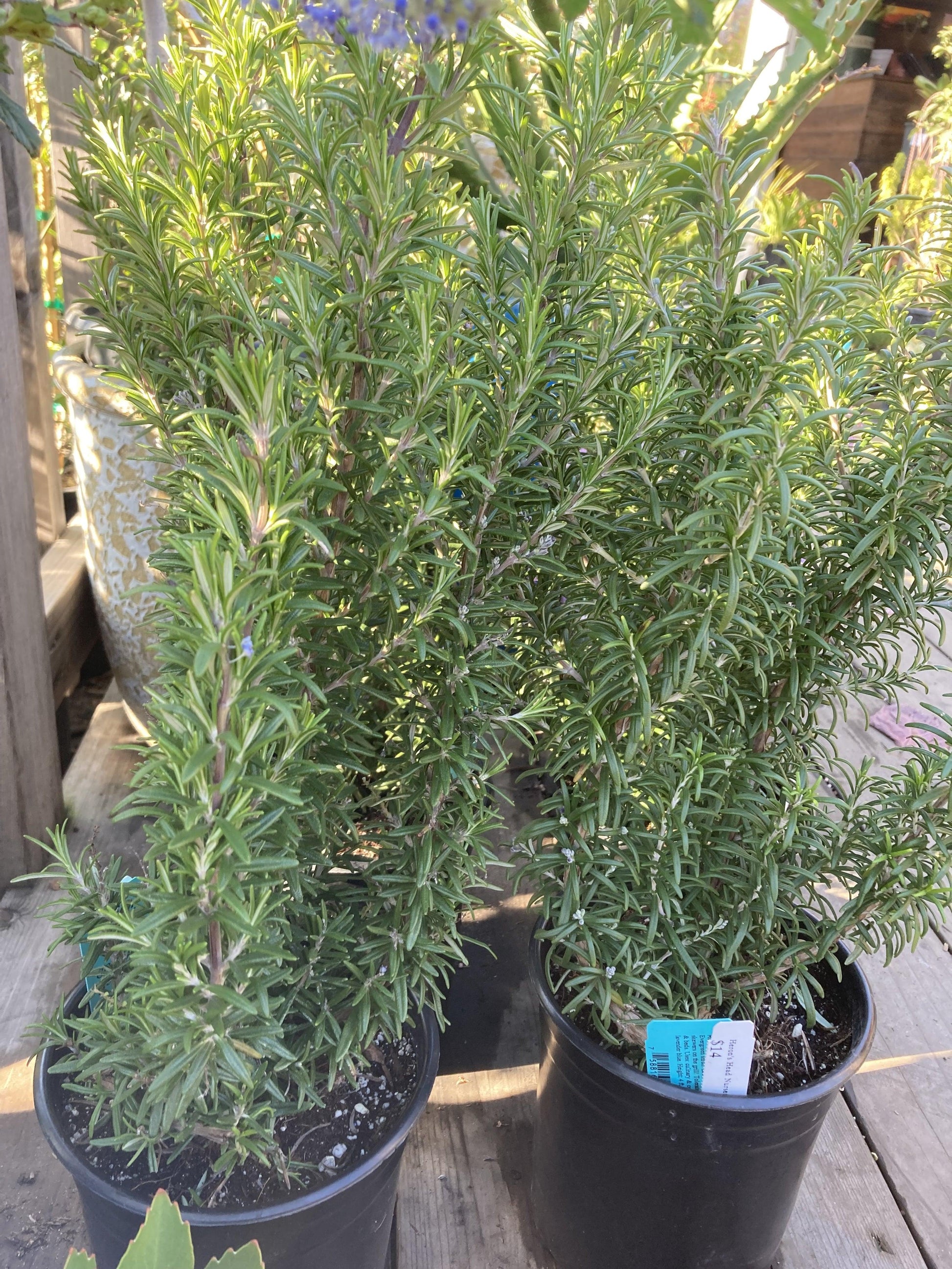 Rosmarinus Officinalis 'barbecue' - View 25 from www redcrocus com