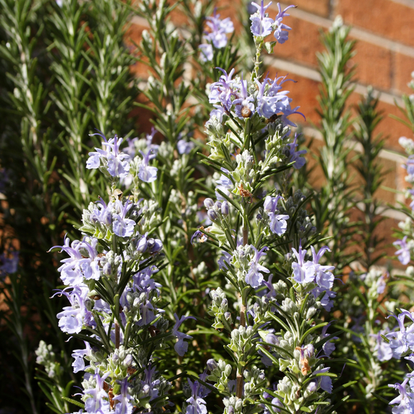 Rosmarinus Officinalis 'barbecue' - View 26 from www redcrocus com