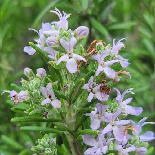 Rosmarinus Officinalis 'barbecue' - View 29 from www redcrocus com