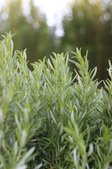 Rosmarinus Officinalis 'barbecue' - View 31 from www redcrocus com