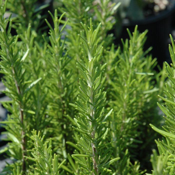 Rosmarinus Officinalis 'barbecue' - View 33 from www redcrocus com
