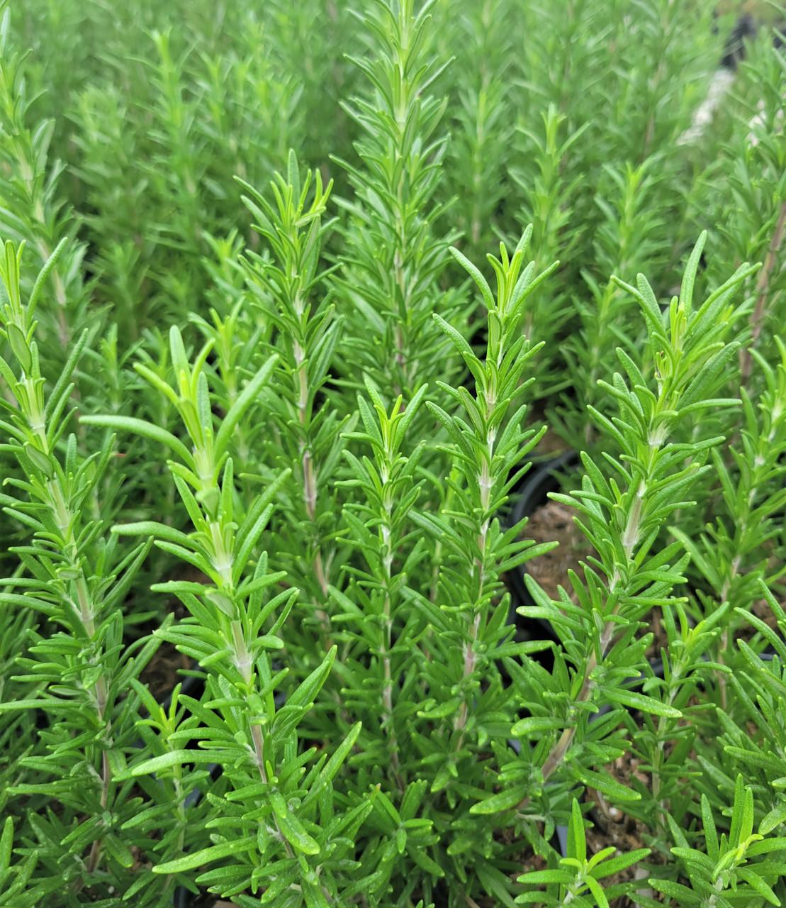 Rosmarinus Officinalis 'barbecue' - View 35 from www redcrocus com