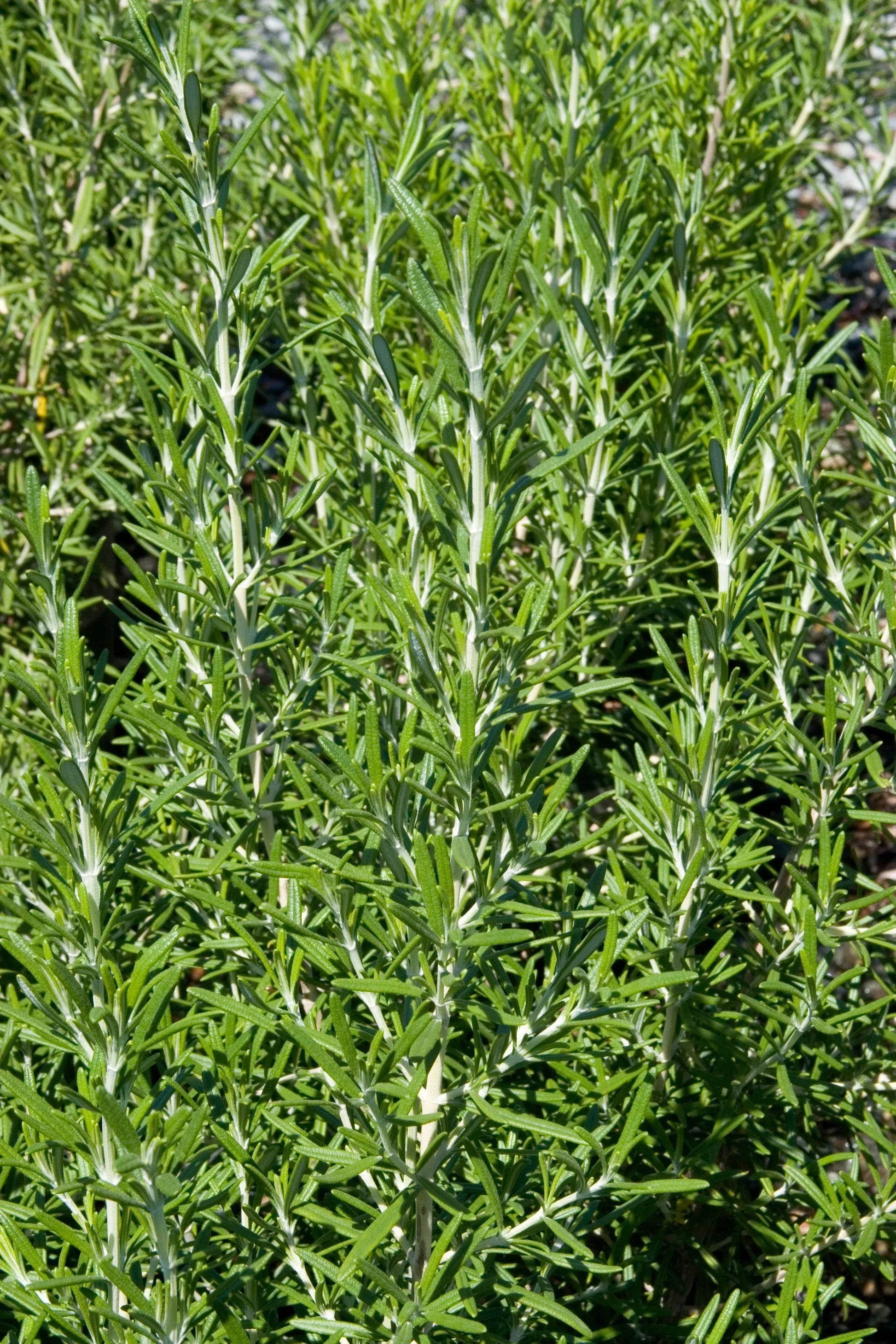 Rosmarinus Officinalis 'barbecue' - View 37 from www redcrocus com