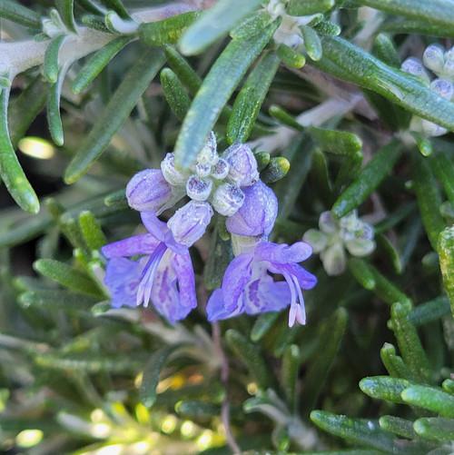 Rosmarinus Officinalis 'barbecue' - View 38 from www redcrocus com