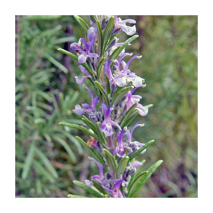 Rosmarinus Officinalis 'barbecue' - View 39 from www redcrocus com