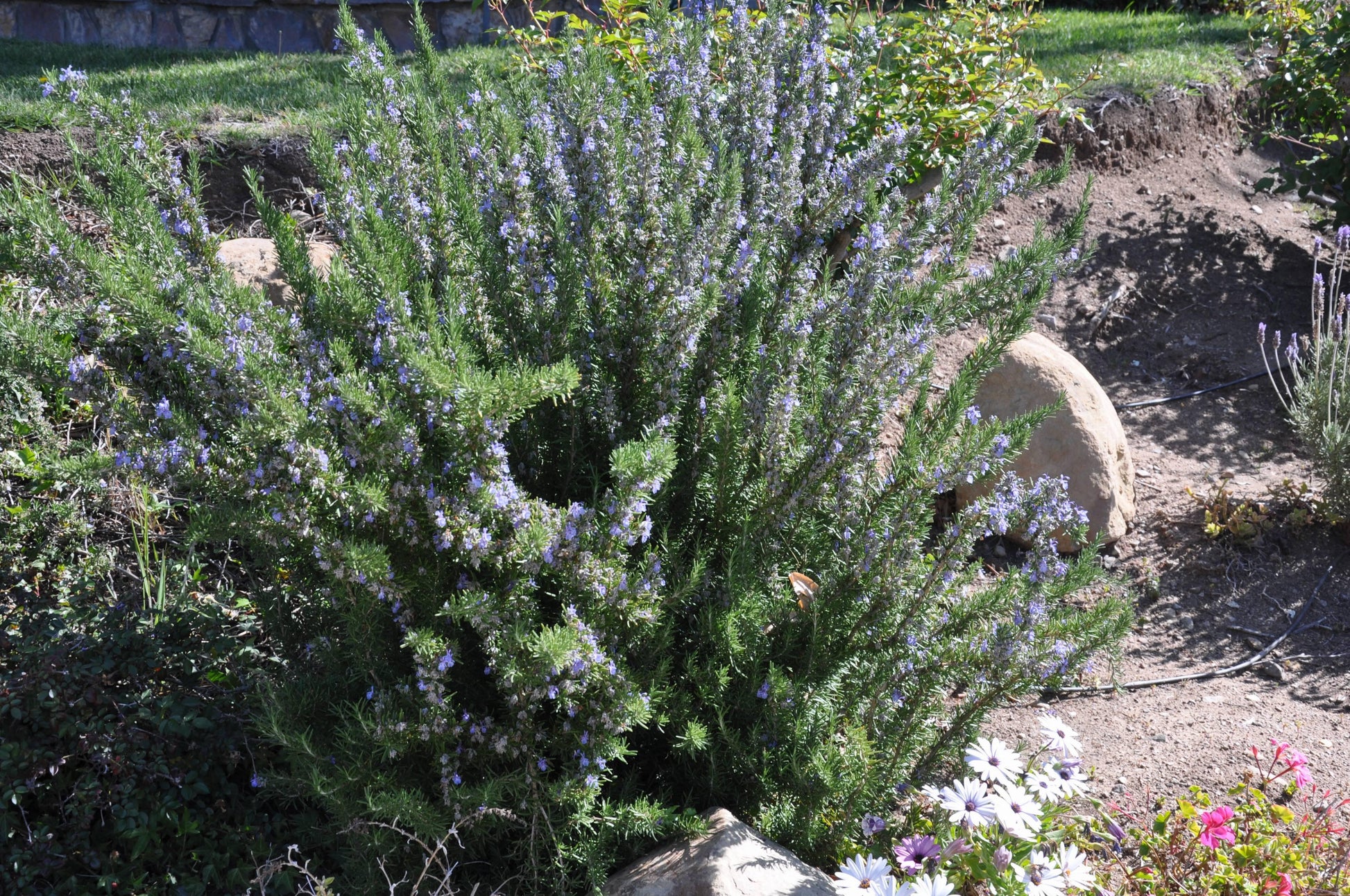 Rosmarinus Officinalis 'barbecue' - View 3 from www redcrocus com