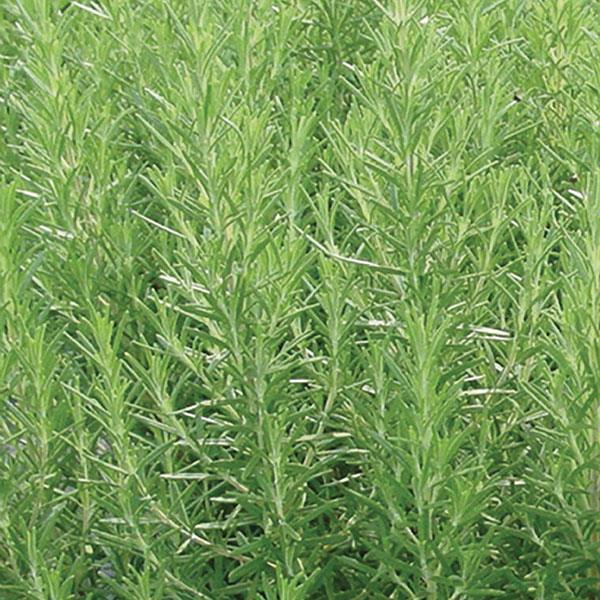 Rosmarinus Officinalis 'barbecue' - View 40 from www redcrocus com