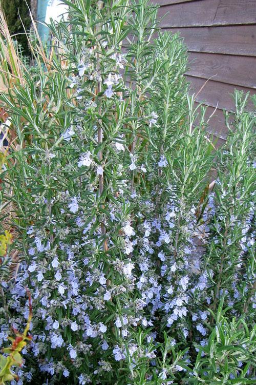 Rosmarinus Officinalis 'barbecue' - View 4 from www redcrocus com