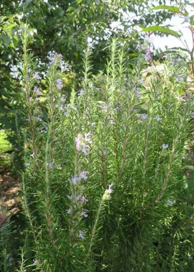 Rosmarinus Officinalis 'barbecue' - View 5 from www redcrocus com