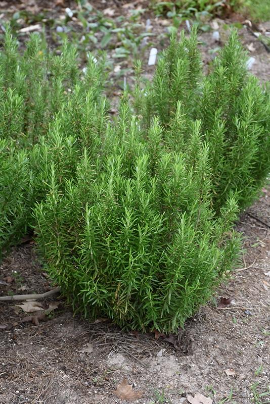 Rosmarinus Officinalis 'barbecue' - View 6 from www redcrocus com