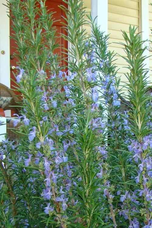 Rosmarinus Officinalis 'barbecue' - View 9 from www redcrocus com