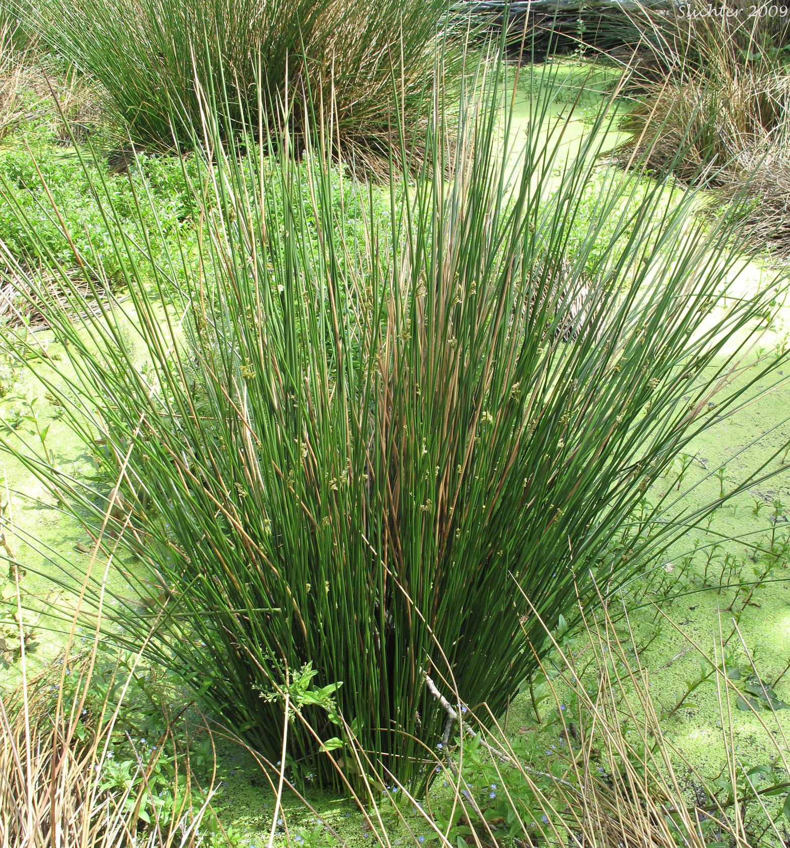 Grass, Juncus Effusus - View 10 from www redcrocus com