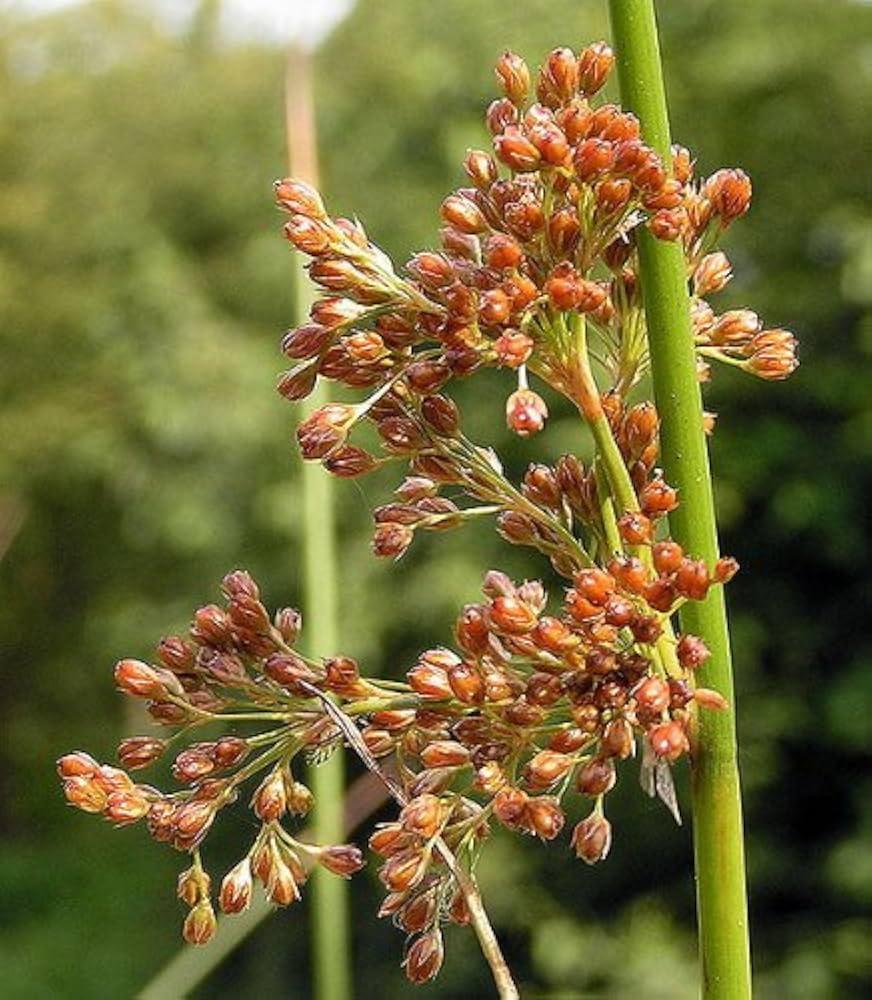 Grass, Juncus Effusus - View 11 from www redcrocus com