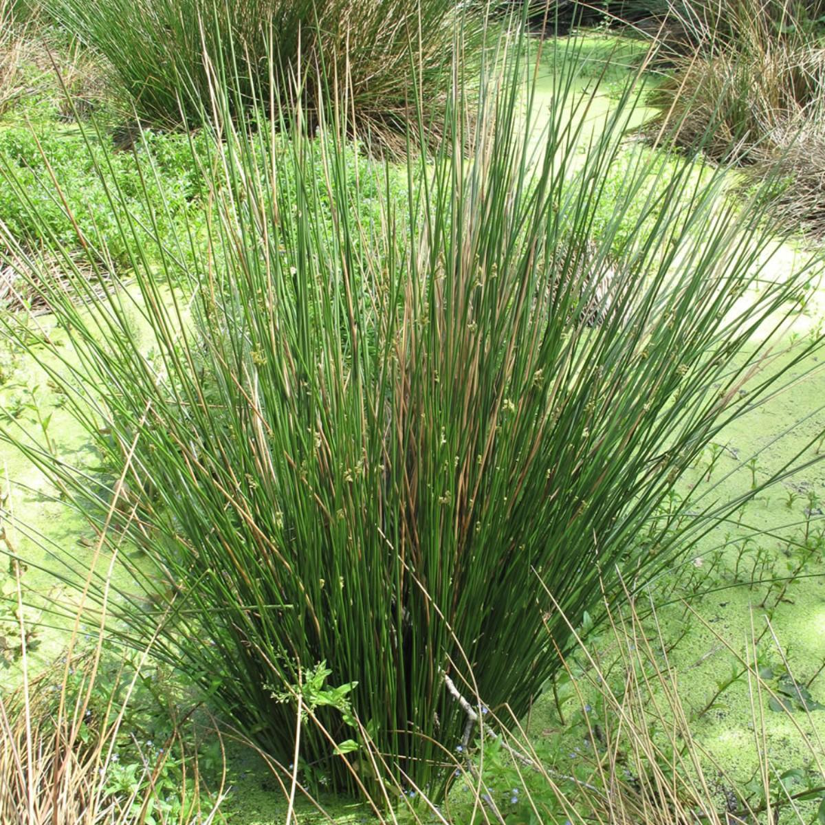 Grass, Juncus Effusus - View 13 from www redcrocus com