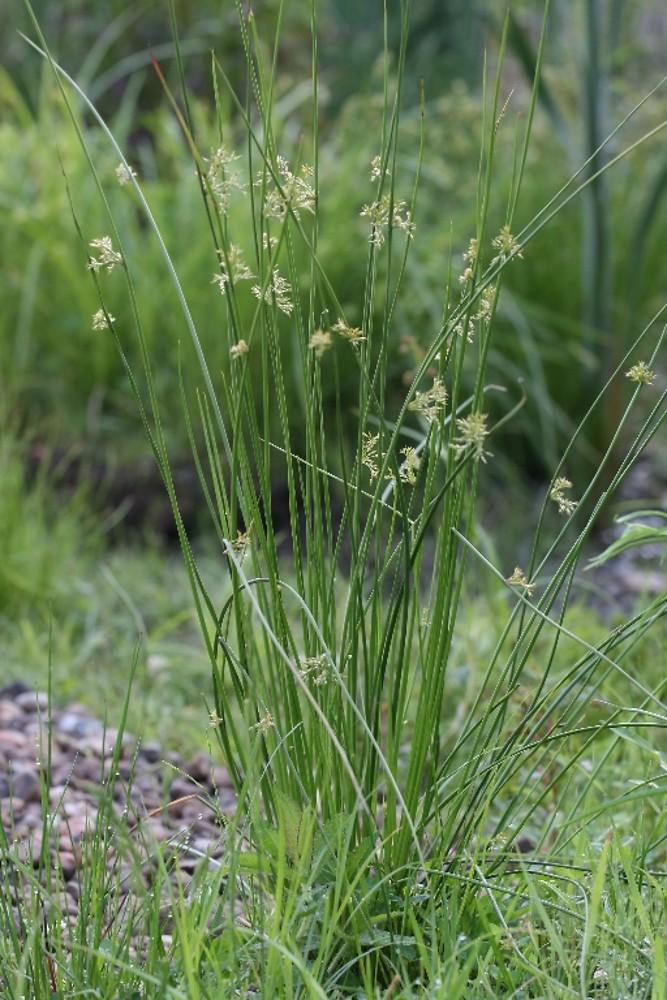 Grass, Juncus Effusus - View 14 from www redcrocus com
