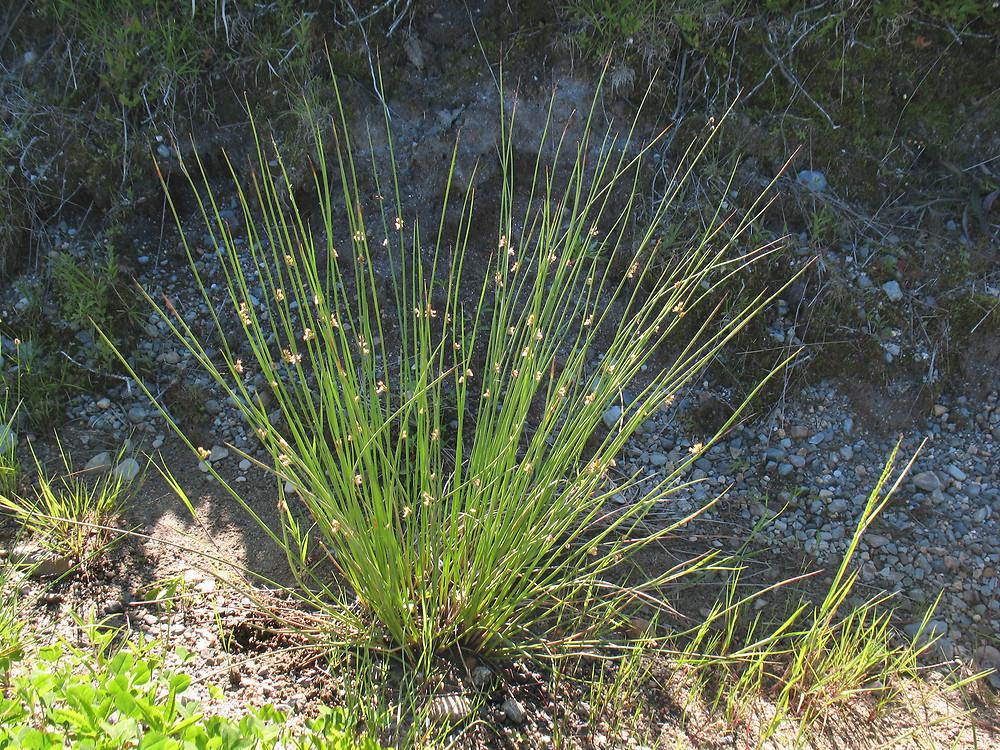 Grass, Juncus Effusus - View 16 from www redcrocus com