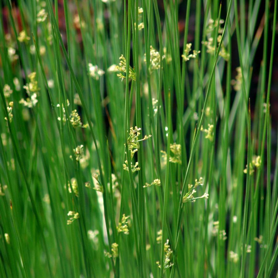 Grass, Juncus Effusus - View 17 from www redcrocus com
