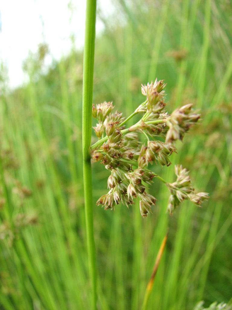 Grass, Juncus Effusus - View 18 from www redcrocus com