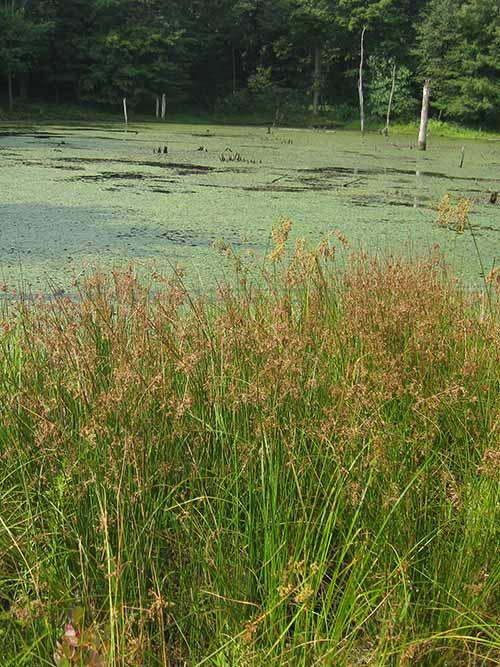 Grass, Juncus Effusus - View 19 from www redcrocus com