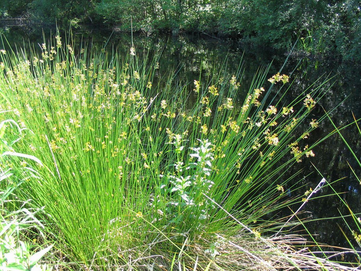 Grass, Juncus Effusus - View 1 from www redcrocus com