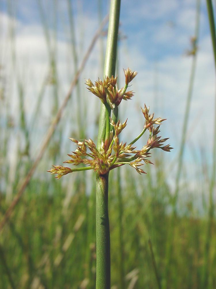 Grass, Juncus Effusus - View 20 from www redcrocus com