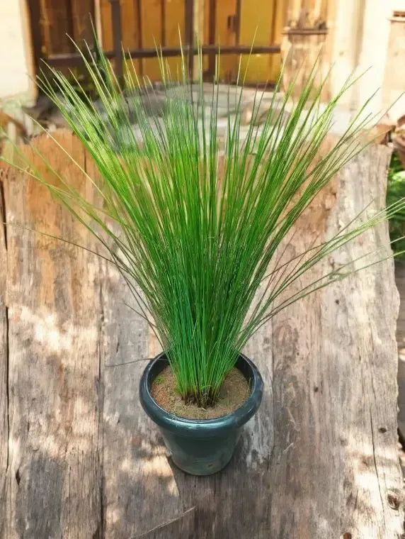 Grass, Juncus Effusus - View 21 from www redcrocus com