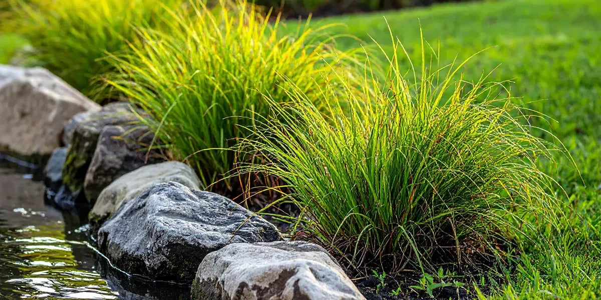 Grass, Juncus Effusus - View 23 from www redcrocus com