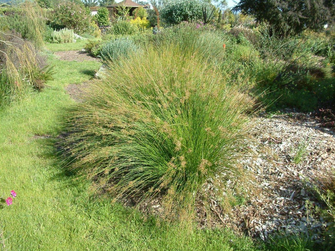 Grass, Juncus Effusus - View 25 from www redcrocus com