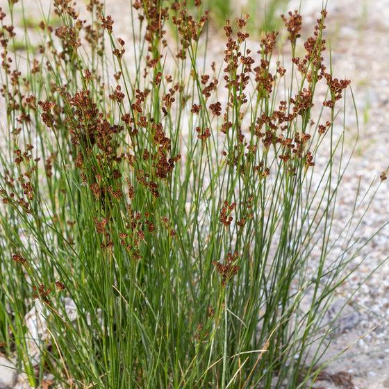 Grass, Juncus Effusus - View 26 from www redcrocus com