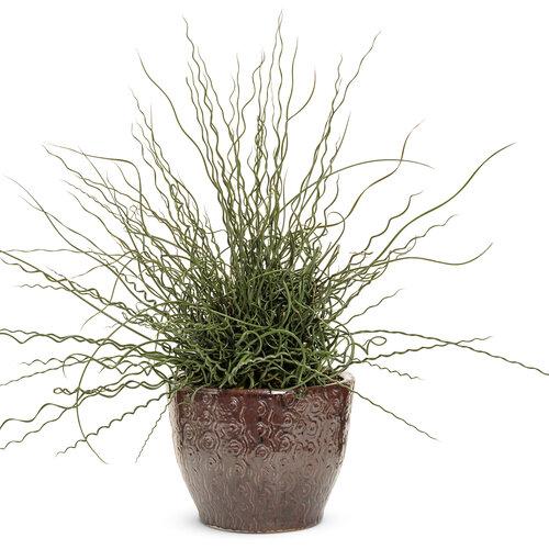 Grass, Juncus Effusus - View 27 from www redcrocus com
