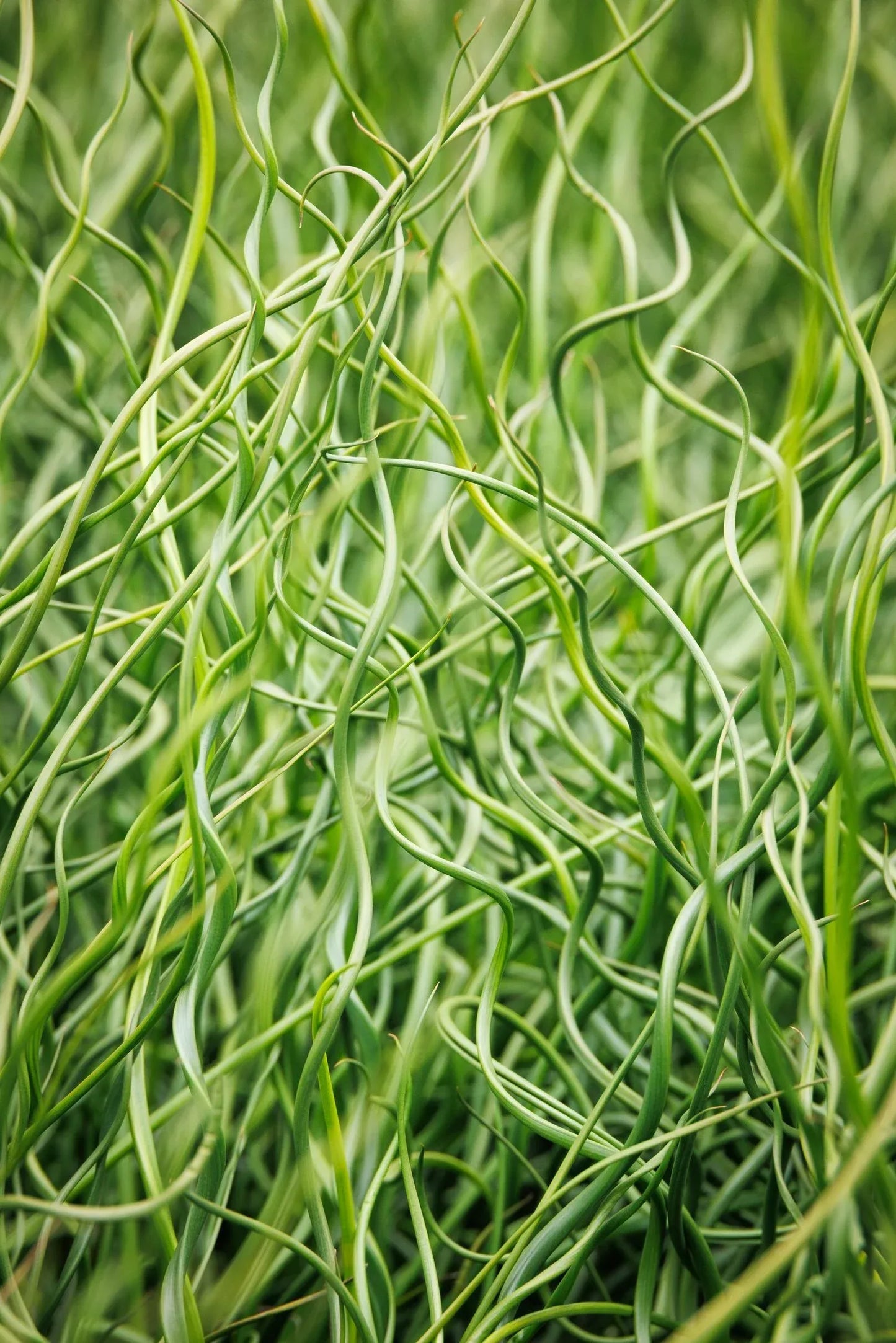 Grass, Juncus Effusus - View 28 from www redcrocus com