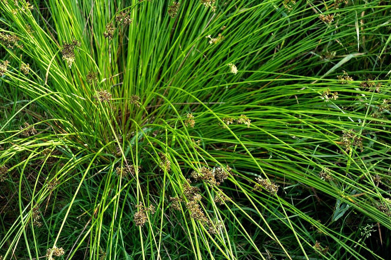 Grass, Juncus Effusus - View 29 from www redcrocus com