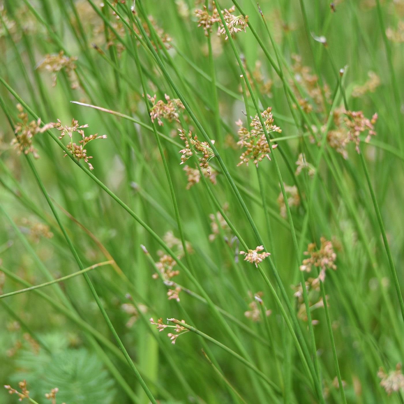 Grass, Juncus Effusus - View 2 from www redcrocus com