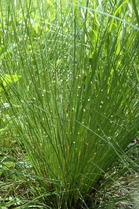 Grass, Juncus Effusus - View 30 from www redcrocus com