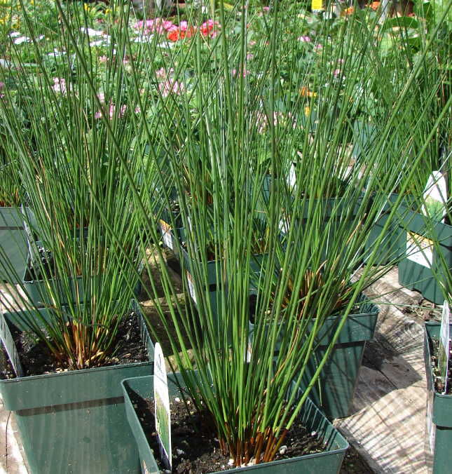 Grass, Juncus Effusus - View 31 from www redcrocus com