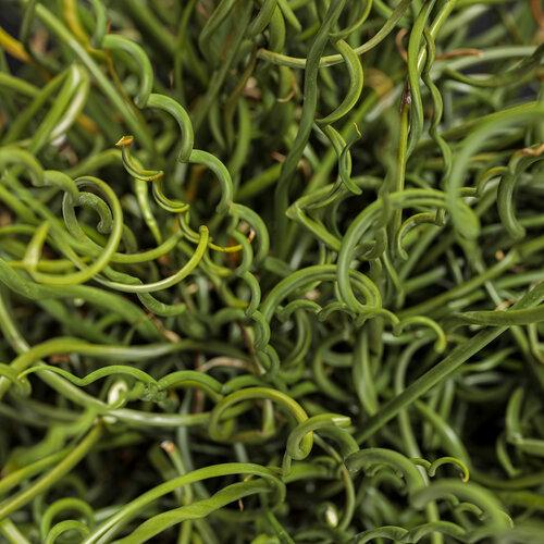 Grass, Juncus Effusus - View 32 from www redcrocus com