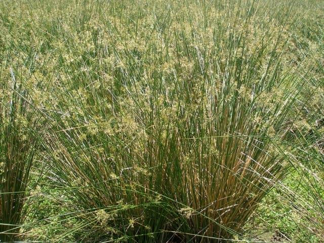 Grass, Juncus Effusus - View 34 from www redcrocus com